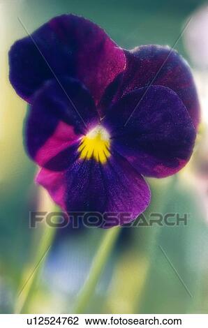 Pansy (Viola x wittrockiana) View Large Photo Image Stock Image - Pansy (Viola x wittrockiana). Fotosearch