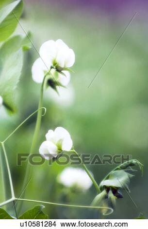 Pea (Pisum sativum) flowers View Large Photo Image Picture - Pea (Pisum sativum) flowers. Fotosearch