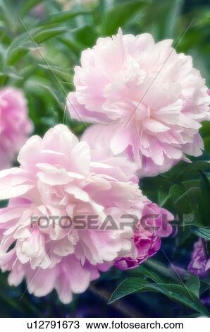 Peony (Paeonia lactiflora) View Large Photo Image Stock Image - Peony (Paeonia lactiflora). Fotosearch
