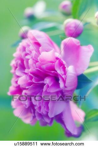 Peony (Paeonia lactiflora) View Large Photo Image Stock Image - Peony (Paeonia lactiflora). Fotosearch