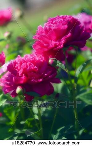 Peony (Paeonia lactiflora) View Large Photo Image Stock Image - Peony (Paeonia lactiflora). Fotosearch