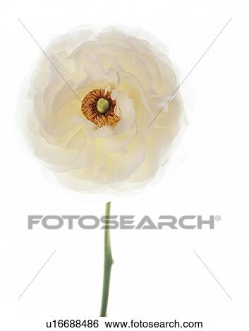 Stock Photograph - Persian buttercup (Ranunculus asiaticus). Fotosearch