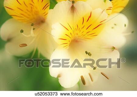 Stock Image - Peruvian lily (Alstroemeria haemantha). Fotosearch