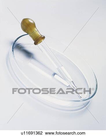 Pipette in petri dish View Large Photo Image Stock Image - Pipette in petri dish. Fotosearch