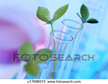 Plant biotechnology View Large Photo Image Stock Image - Plant biotechnology. Fotosearch