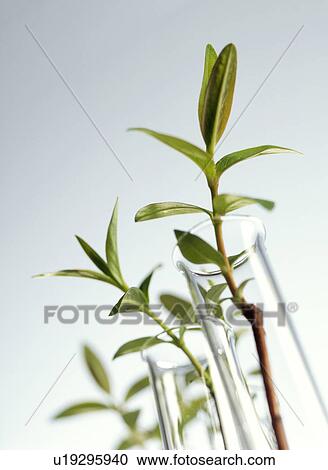 Plant biotechnology View Large Photo Image Stock Image - Plant biotechnology. Fotosearch
