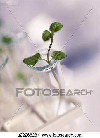 Stock Photo - Plant biotechnology. Fotosearch