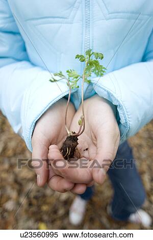 Plant seedling View Large Photo Image Stock Photography - Plant seedling. Fotosearch