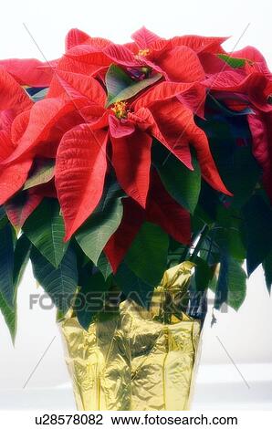 Poinsettia (Euphorbia pulcherrima) View Large Photo Image Stock Image - Poinsettia (Euphorbia pulcherrima). Fotosearch