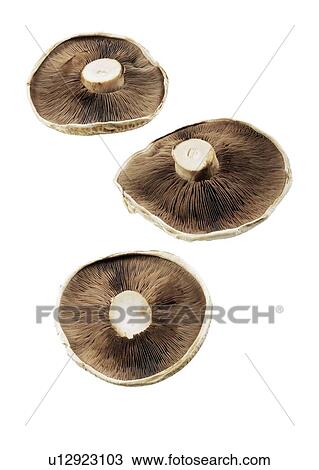 Portobello mushrooms View Large Photo Image Stock Image - Portobello mushrooms. Fotosearch