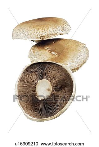 Portobello mushrooms View Large Photo Image Stock Image - Portobello mushrooms. Fotosearch