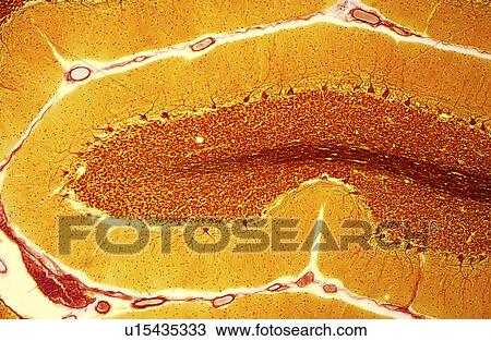 Purkinje nerve cells, light micrograph View Large Photo Image Stock Image - Purkinje nerve cells, light micrograph. Fotosearch