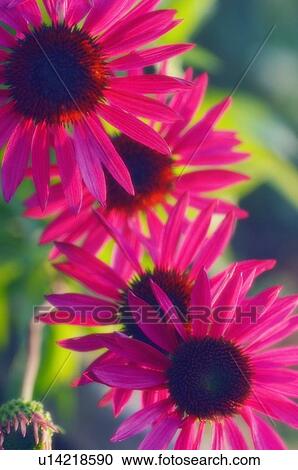 Purple coneflower (Echinacea purpurea) View Large Photo Image Stock Image - Purple coneflower (Echinacea purpurea). Fotosearch