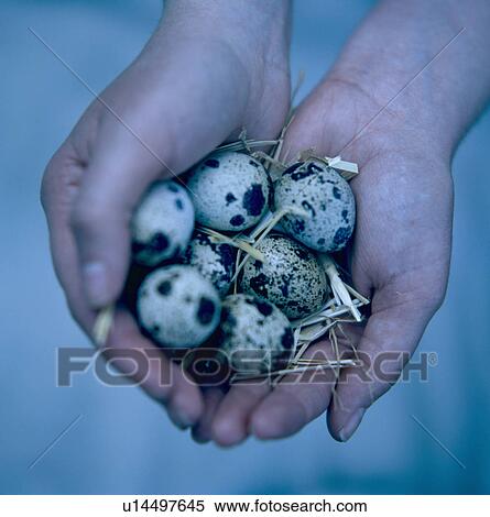 Quail eggs View Large Photo Image Stock Photography - Quail eggs. Fotosearch