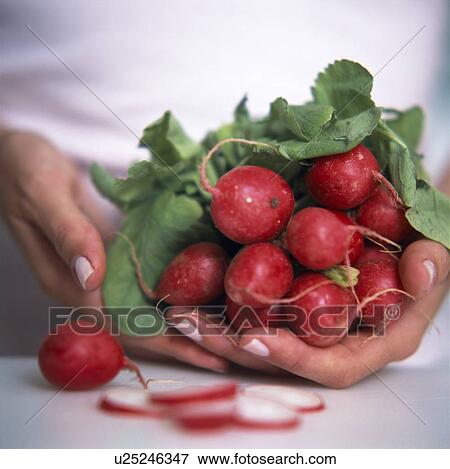 Radishes View Large Photo Image Stock Photo - Radishes. Fotosearch