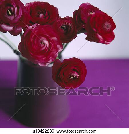 Ranunculus flowers in a vase View Large Photo Image Stock Photo - Ranunculus flowers in a vase. Fotosearch