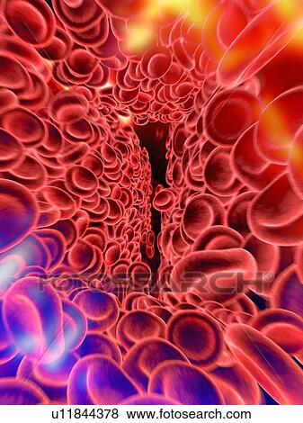 Stock Photo - Red blood cells, computer artwork. Fotosearch