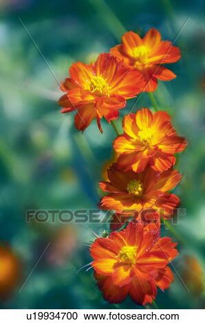 Stock Image - Red cosmos (Cosmos sulphureus). Fotosearch