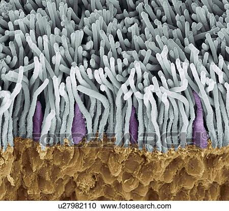 Stock Image - Retina rods and cones, SEM. Fotosearch