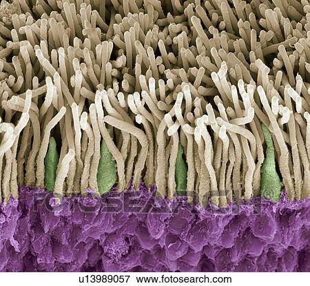 Retina rods and cones, SEM View Large Photo Image Stock Photo - Retina rods and cones, SEM. Fotosearch