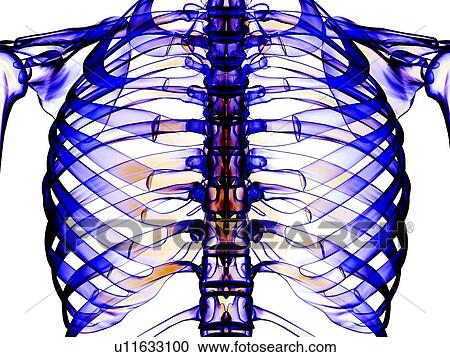 Ribcage, computer artwork View Large Photo Image Stock Image - Ribcage, computer artwork. Fotosearch