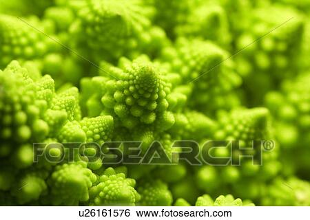 Romanesco cauliflower head View Large Photo Image Stock Photograph - Romanesco cauliflower head. Fotosearch