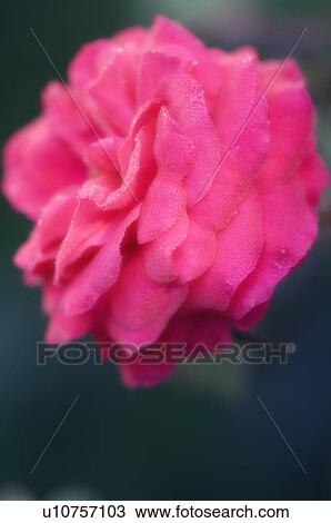 Stock Image - Rose flower (Rosa sp. ). Fotosearch