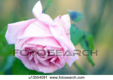 Rose flower (Rosa sp. ) View Large Photo Image Stock Image - Rose flower (Rosa sp. ). Fotosearch