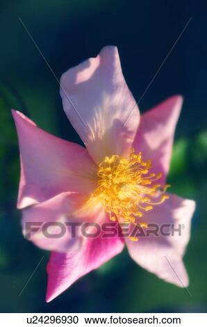 Stock Image - Rose flower (Rosa sp. ). Fotosearch