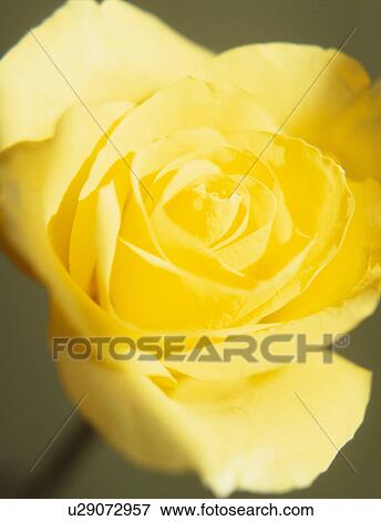 Stock Photo - Rose flower. Fotosearch