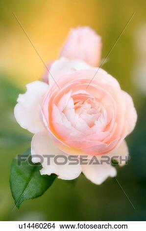 Rose flowers (Rosa hybrid) View Large Photo Image Picture - Rose flowers (Rosa hybrid). Fotosearch