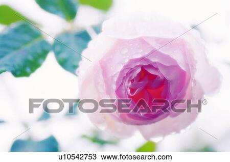 Rose (Rosa sp. ) View Large Photo Image Stock Image - Rose (Rosa sp. ). Fotosearch