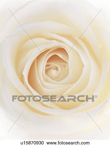 Stock Image - Rose (Rosa sp. ). Fotosearch