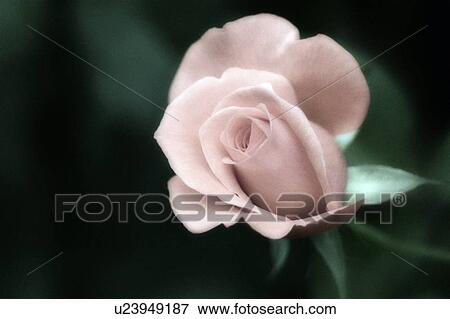 Stock Photo - Rose (Rosa sp. ). Fotosearch