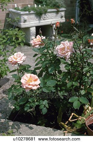 Roses (Rosa 'Cider Cup') View Large Photo Image Stock Image - Roses (Rosa 'Cider Cup'). Fotosearch