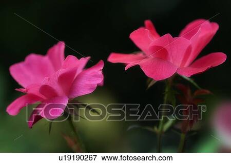 Roses (Rosa sp. ) View Large Photo Image Stock Photo - Roses (Rosa sp. ). Fotosearch