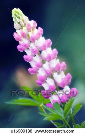 Russell lupin (Lupinus x regalis) View Large Photo Image Stock Photo - Russell lupin (Lupinus x regalis). Fotosearch