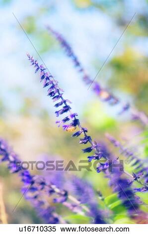 Stock Photography - Sage flowers (Salvia sp. ). Fotosearch