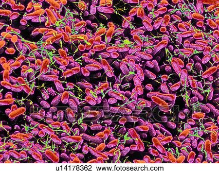 Stock Image - Salmonella bacteria, SEM. Fotosearch