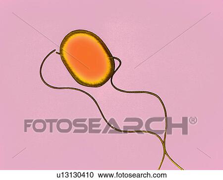 Stock Image - Salmonella bacterium, TEM. Fotosearch