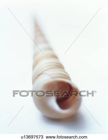 Seashell View Large Photo Image Stock Image - Seashell. Fotosearch