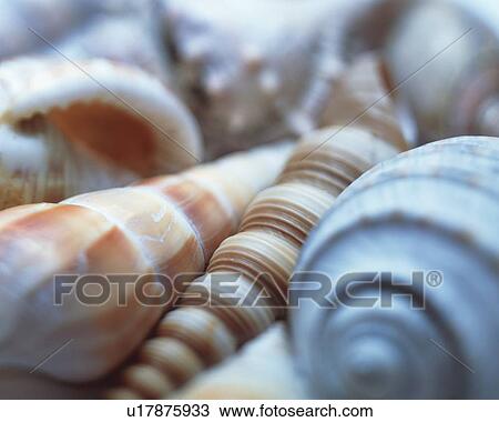 Seashells View Large Photo Image Stock Image - Seashells. Fotosearch