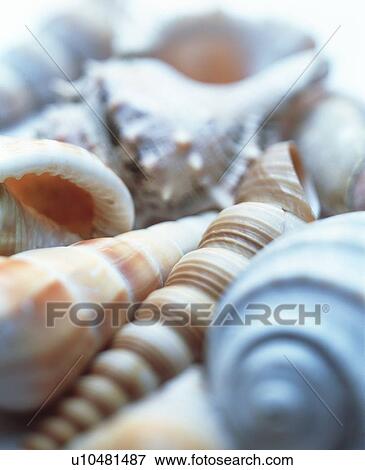 Stock Photo - Seashells. Fotosearch