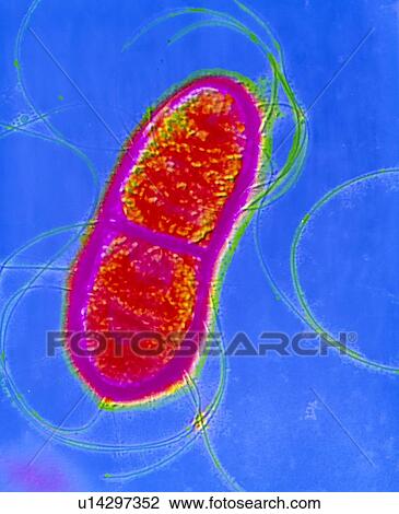 Stock Image - Serratia sp. bacterium dividing. Fotosearch