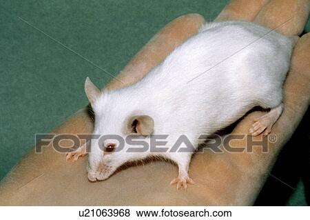 Severe Combined Immunodeficiency mouse View Large Photo Image Stock Photo - Severe Combined Immunodeficiency mouse. Fotosearch