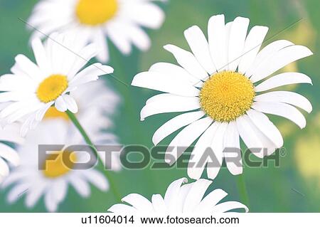 Shasta daisies (Leucanthemum x superbum) View Large Photo Image Picture - Shasta daisies (Leucanthemum x superbum). Fotosearch