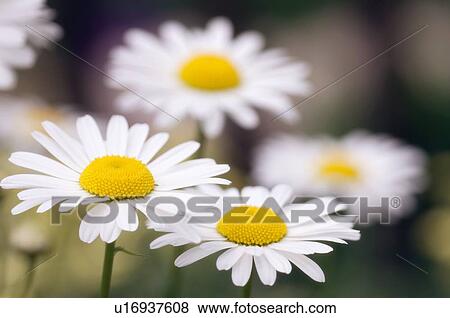 Shasta daisy (Leucanthemum 'Filigran') View Large Photo Image Stock Photo - Shasta daisy (Leucanthemum 'Filigran'). Fotosearch