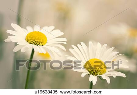 Shasta daisy (Leucanthemum 'Filigran') View Large Photo Image Stock Photography - Shasta daisy (Leucanthemum 'Filigran'). Fotosearch