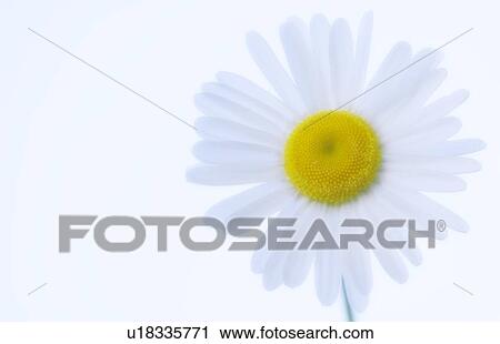 Stock Image - Shasta daisy (Leucanthemum x superbum). Fotosearch