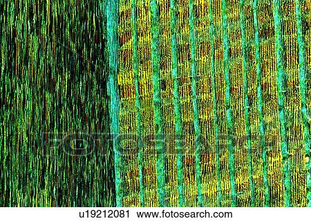 Silver fir wood, light micrograph View Large Photo Image Stock Image - Silver fir wood, light micrograph. Fotosearch